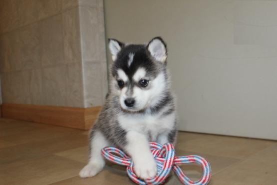 Pomsky Puppies For Adoption Image eClassifieds4u