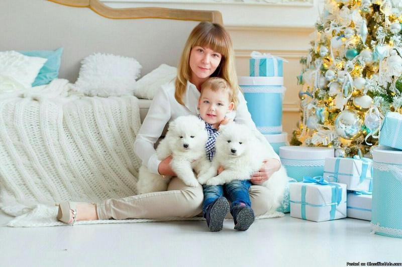 Pure White and Pure Breed Samoyed Puppies ready Image eClassifieds4u