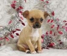 Chihuahua Puppies For Adoption