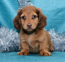 Dachshund Puppies For Adoption