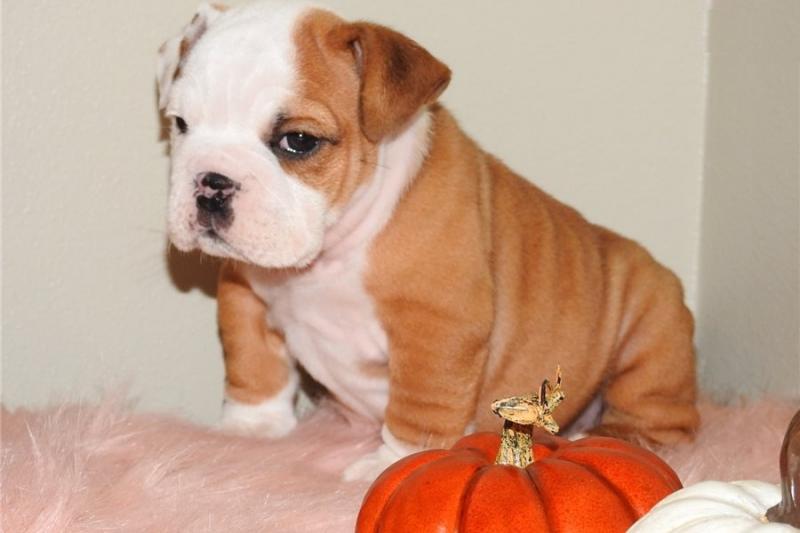 English Bulldog Puppies available text (252) 228-4681 Image eClassifieds4u