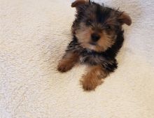 Registered yorkshire terrier puppies text (252) 228-4681