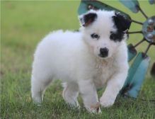 Affectionate Border Collie puppies ready now (252) 228-4681