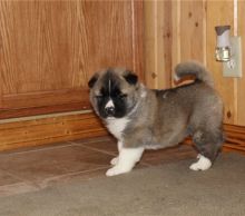 Akita Puppies Available Now For adoption (252) 228-4681