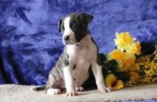 American bulldog puppies Male and female available now (252) 228-4681
