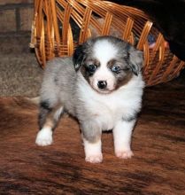 American shepherd puppies male and female for sale (252) 228-4681