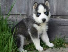 Beautiful Siberian husky puppies available.text (252) 228-4681