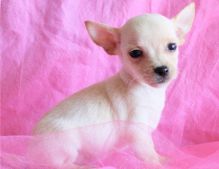 Beutifull Chihuahua Puppies for Rehoming text (252) 228-4681