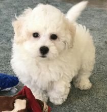 Bichon Frise puppies for adoption male and female available (252) 228-4681