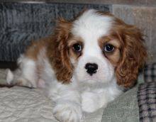 Cavalier King Charles puppies now available for adoption (252) 228-4681