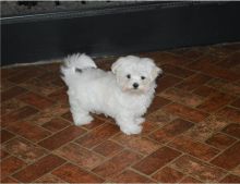 Cute M&F Maltese pups KC registered available now (252) 228-4681