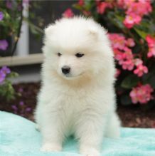 Cute Samoyed puppies male and female for adoption (252) 228-4681
