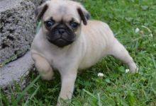 Fawn Pug Puppies Ready To Go For Adoption.(252) 228-4681