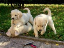 Golden Retriever male/female Puppies Available (252) 228-4681