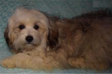 Gorgeous Lhasapoo Puppies male and female available (252) 228-4681