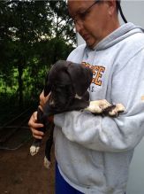 Great dan Puppies male and female available now (252) 228-4681