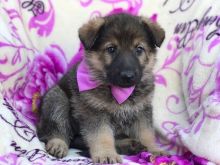 Home Trained German sheperd Puppies Available (252) 228-4681