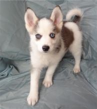 Home Trained Pomsky Puppies Available (252) 228-4681