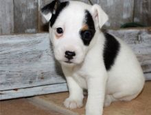 Jack Russell Terrier Puppies for good hom adoption (252) 228-4681