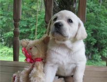 Labrador Retriever Pups for adoption (252) 228-4681