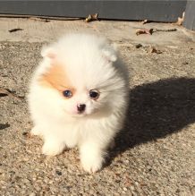 Lovely Pomeranian Puppies for Sale text us (252) 228-4681