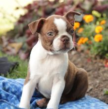 Male and Female Boston Terrier Puppies now available (252) 228-4681