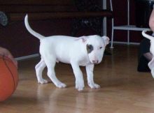 Outstanding Bull terrier puppies for adoption text (252) 228-4681