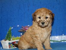 Poodle miniature Puppies available (252) 228-4681