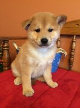 Shiba Inu Puppies for good home adoption (252) 228-4681