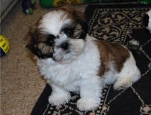 Shih Tzu Puppies available now to go (252) 228-4681