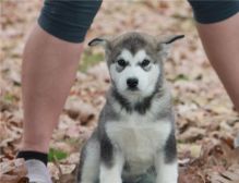 Sweet Alaskan Malamute puppies