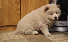 Two Chow Chow Puppies For Re-homing (252) 228-4681
