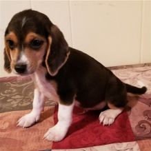 We have three beautiful KC Beagle puppies available. (252) 228-4681