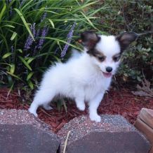 Well Trained Papillon Puppies now available (252) 228-4681