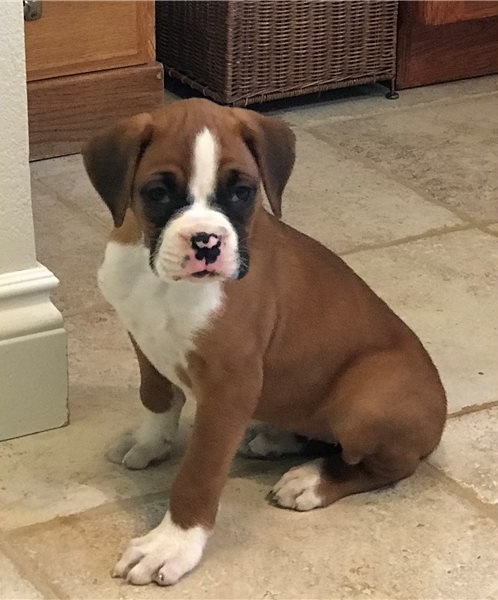 adorable Boxer puppies now ready to go for adoption (252) 228-4681 Image eClassifieds4u