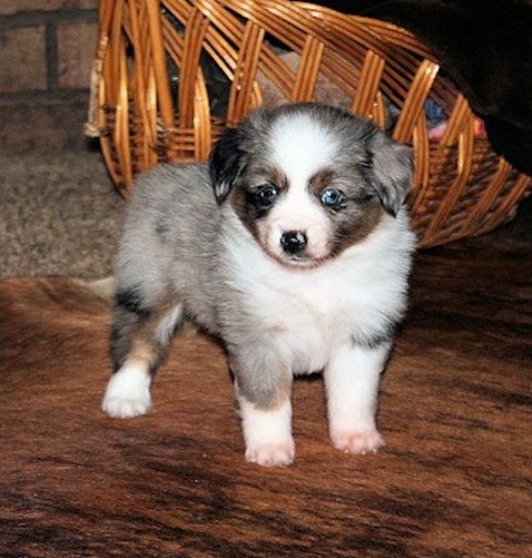 American shepherd puppies male and female for sale (252) 228-4681 Image eClassifieds4u