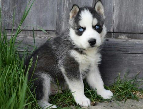 Beautiful Siberian husky puppies available.text (252) 228-4681 Image eClassifieds4u