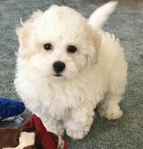 Bichon Frise puppies for adoption male and female available (252) 228-4681 Image eClassifieds4u