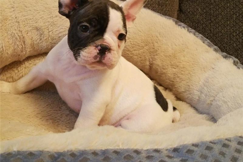 Fantastic Quality French Bulldog Puppies for adoption (252) 228-4681 Image eClassifieds4u