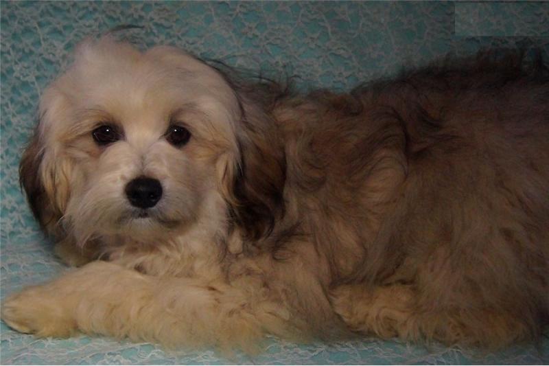 Gorgeous Lhasapoo Puppies male and female available (252) 228-4681 Image eClassifieds4u