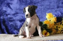 American bulldog puppies Male and female available now (252) 228-4681 Image eClassifieds4U