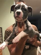 American Pit Bull Terrier Puppies now available to go (252) 228-4681 Image eClassifieds4U