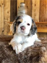 er Spaniel Puppies for good home Adoption (252) 228-4681 Image eClassifieds4U