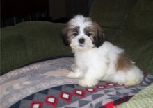 Lhasa Apso M/F Puppies available For adoption (252) 228-4681 Image eClassifieds4U