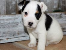 Jack Russell Terrier Puppies for good hom adoption (252) 228-4681 Image eClassifieds4U