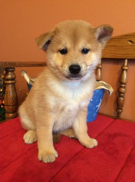 Shiba Inu Puppies for good home adoption (252) 228-4681 Image eClassifieds4u