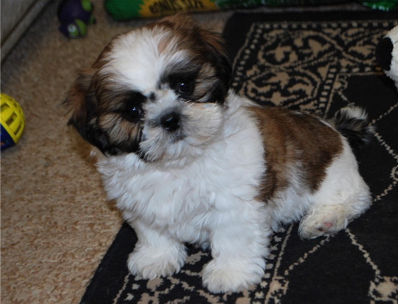 Shih Tzu Puppies available now to go (252) 228-4681 Image eClassifieds4u