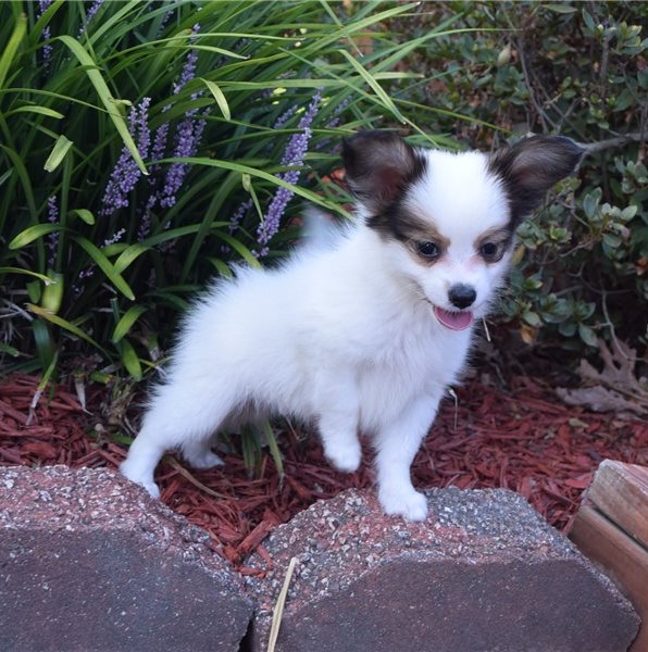 Well Trained Papillon Puppies now available (252) 228-4681 Image eClassifieds4u