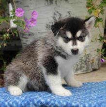 Alaskan Malamute Puppies For Adoption