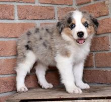 Australian Shepherd Puppies For Adoption